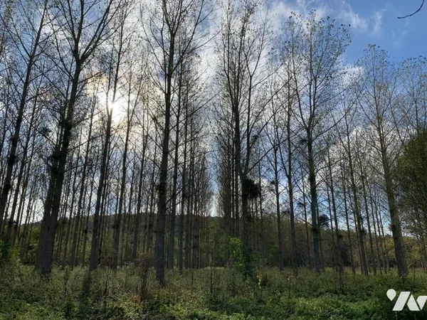 Terrain 88923 m²