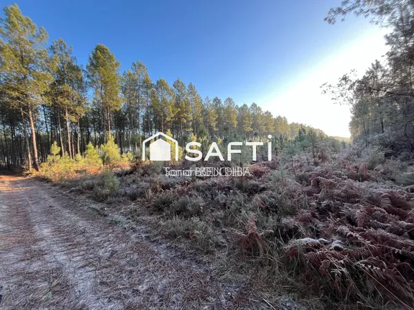 Terrain forestier
