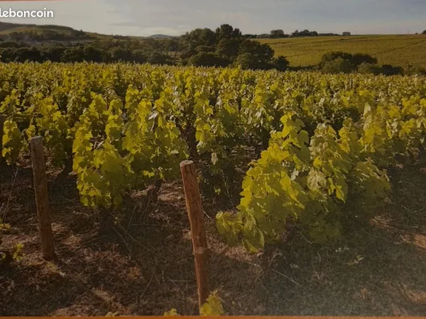 A vendre vignoble beaujolais cru moulin à vent, deux parcelles mécanisables et libre de cave de 71,6