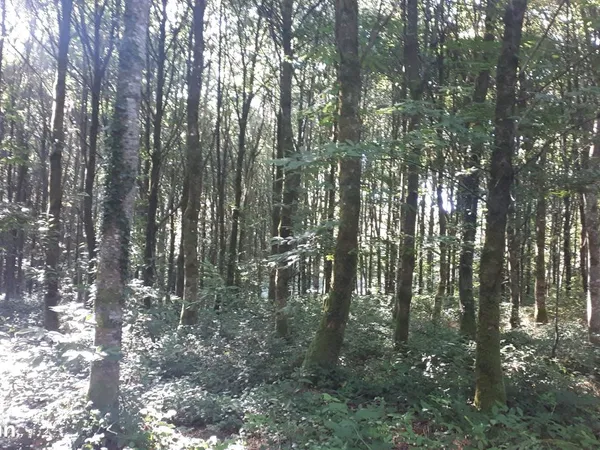 Parcelle boisée 3.5 HA