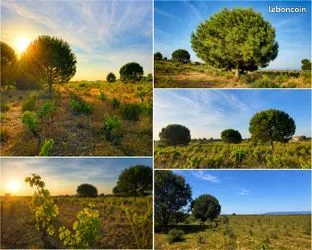Terrain agricole de 6 550 m² à Sérignan (34) - Un cadre naturel exceptionnel