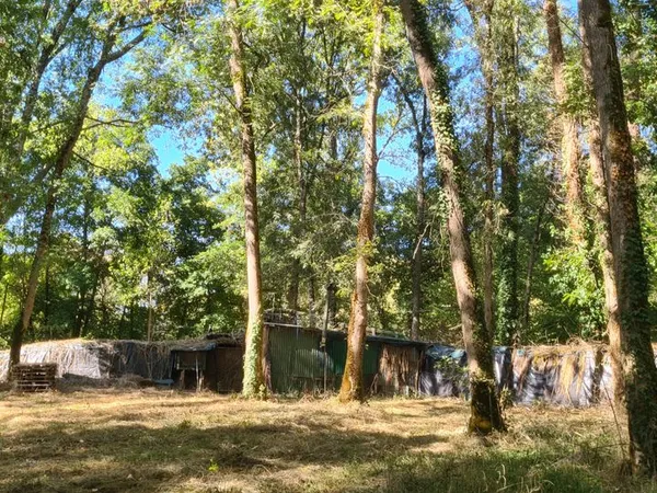 Foret avec Palombière