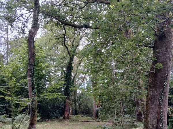 Terrain boisé
