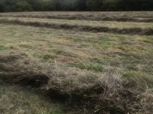 Terrain , prairie, loisir