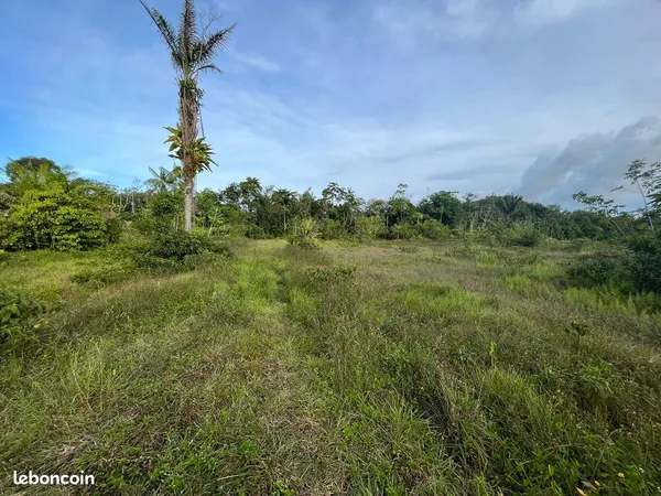 Terrain 20000 m² Matoury