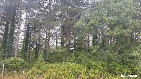 Parcelle boisée - 3095m2 - Rosnay 85320