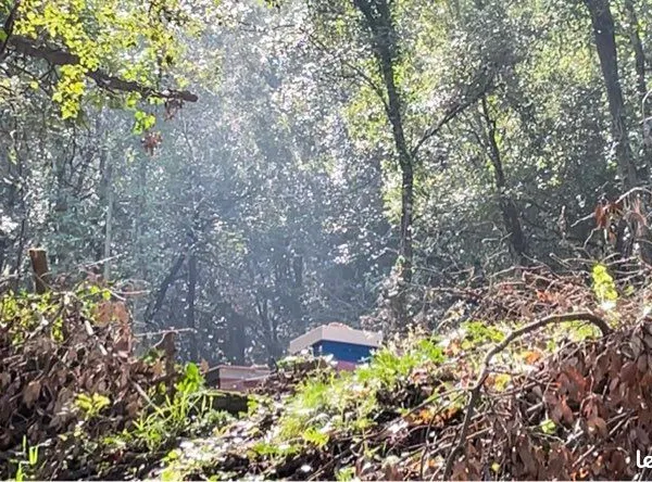 Forêt à vendre 26 000 m2
