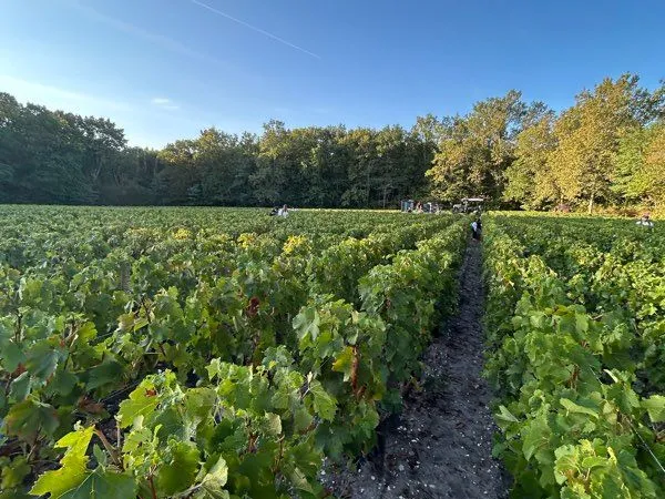 Bien agricole et foncier Vente Landiras  10000m² 15000€