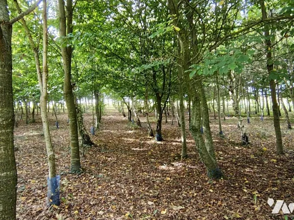 Terrain 4603 m²