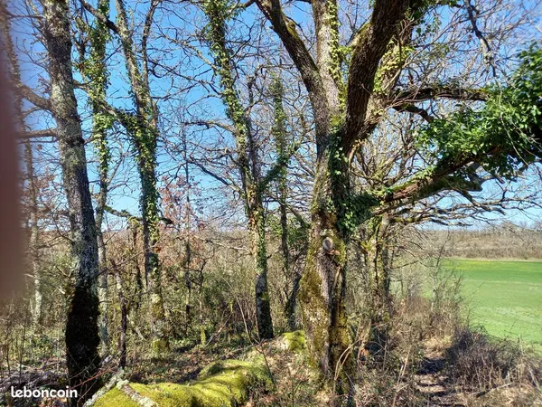 Parcelles de terrain boisées