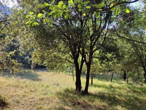 Terrain 5647 m²