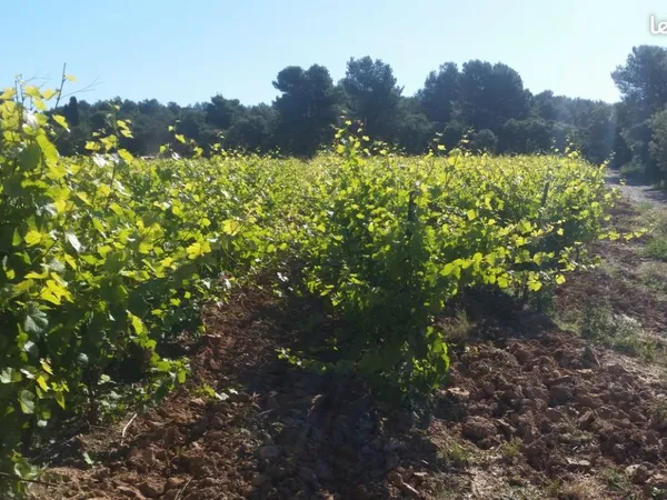 32ha de vignes irrigables attenantes