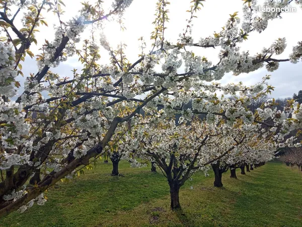 Verger fruitier / terrain agricole 3,30 ha - jussy (89)