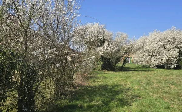 SAINTE EUPHENIE -TERRAIN 1213 M2