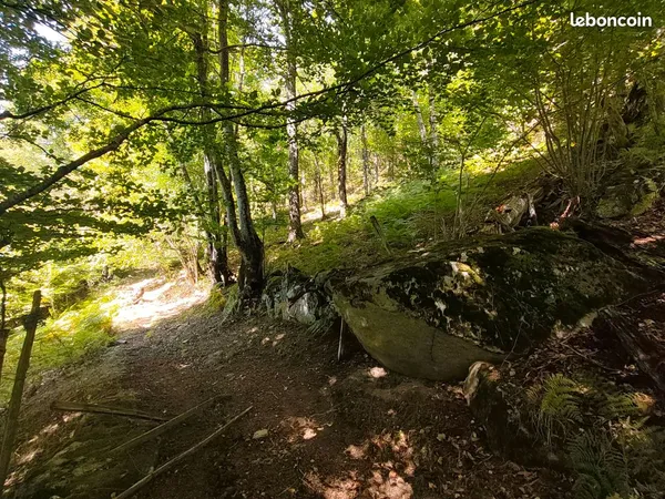 Terrain boisé de plus d'1 hectare - accès voiture