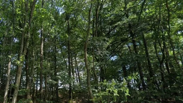 Terrain 1770 m²