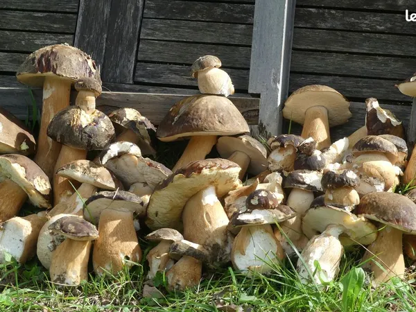 Vends parcelles de forêt, dans un site d'exception, en Occitanie