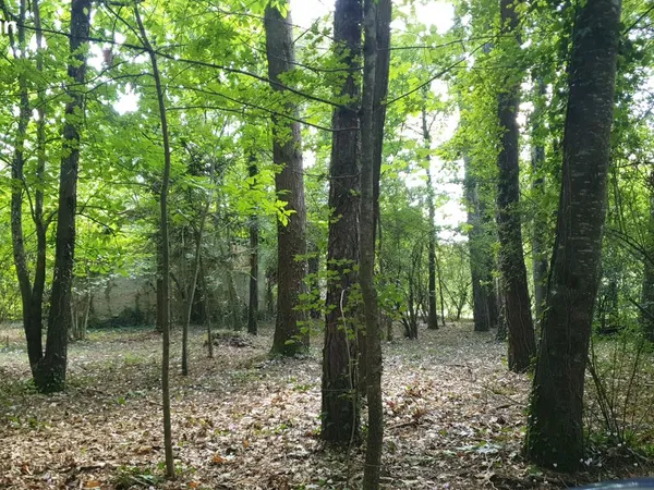 Terrain arboré à bâtir Mignaloux-Beauvoir