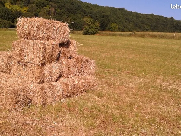 AV terrain clôturé 1hectare
