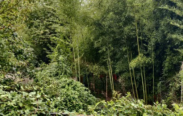 Terrain à vendre dans l'Yonne 89