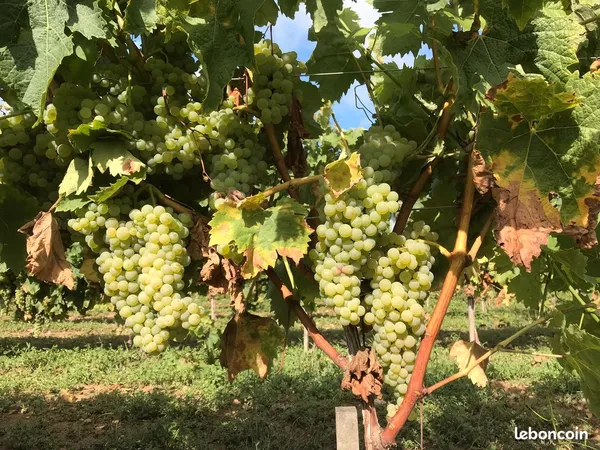 Terres parcelle de vigne cognac