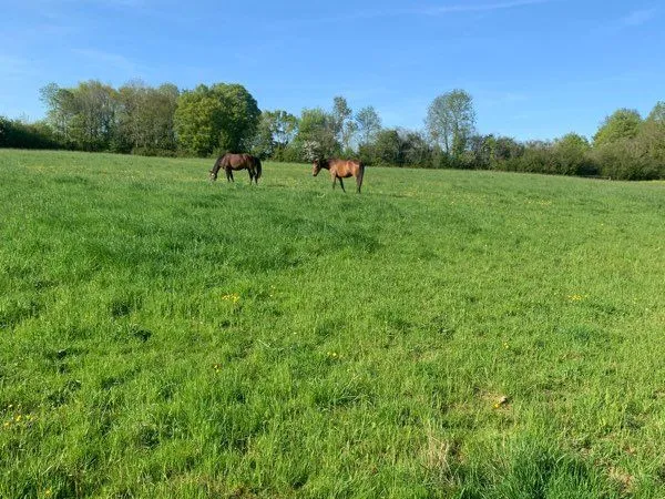 Herbage chevaux