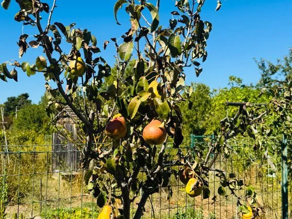 Jardin et potager