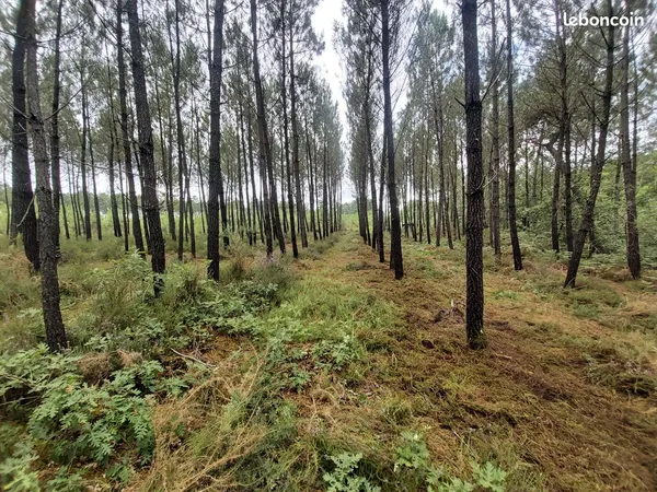 Terrain boisé 16000 m² idéal détente ou loisirs