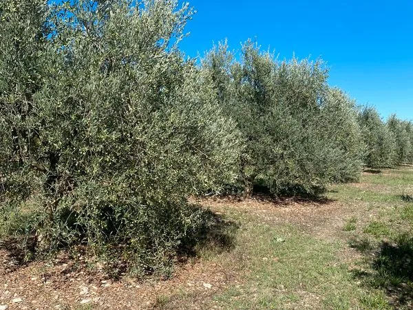 Oliveraie à vendre