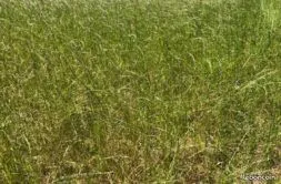Terrain 548 m² Plougonven