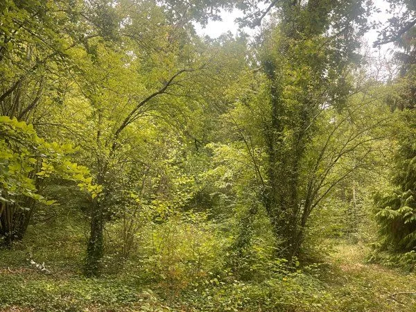 Terrain Lamorlaye
