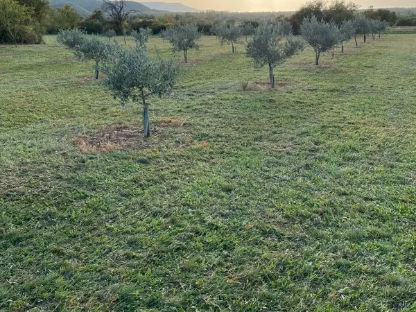 Olivette à vendre