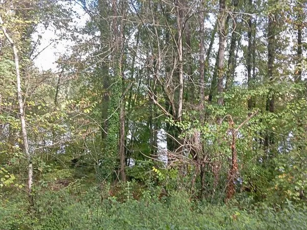Terrain arboree