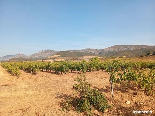 Vigne cru Maury