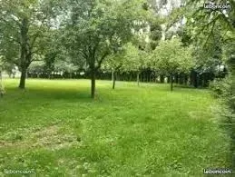 Terrain animaux