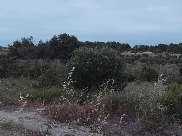 Terrain agricole