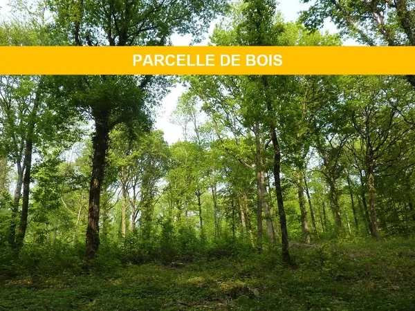 Parcelle de bois