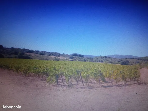 1,3 hectares viticole a Caves, Place pour pied a Terre