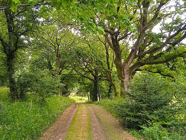 Maison isolée en forêt