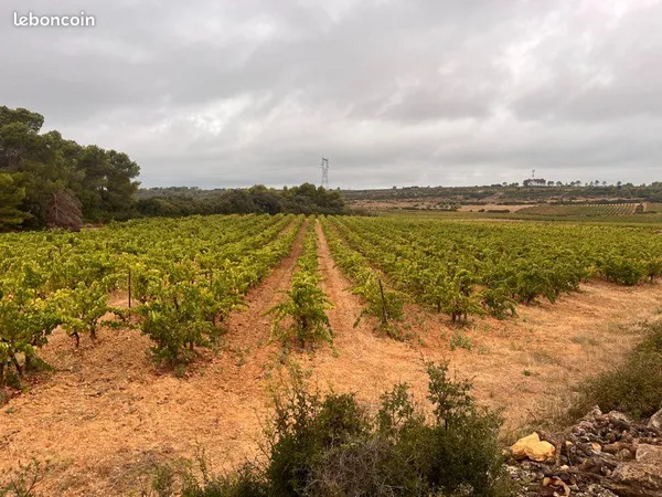 À vendre - 4,40 ha de vignes AOP Bio - Creissan (34)