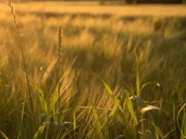 Terrain agricole 600m2
