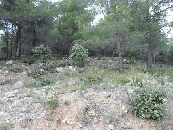 Terrain boisé de 43816 M2