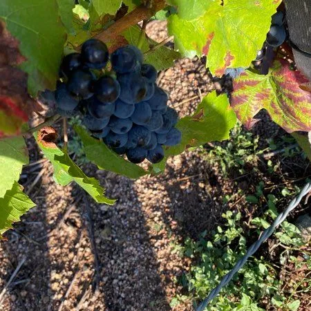 Vignes AOC Fleurie