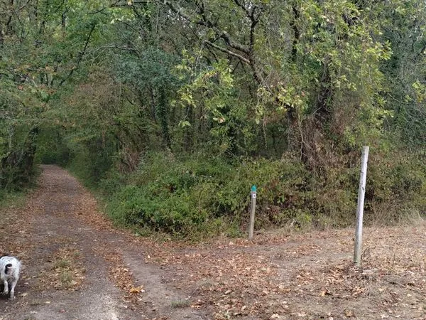 Terrain Boisé