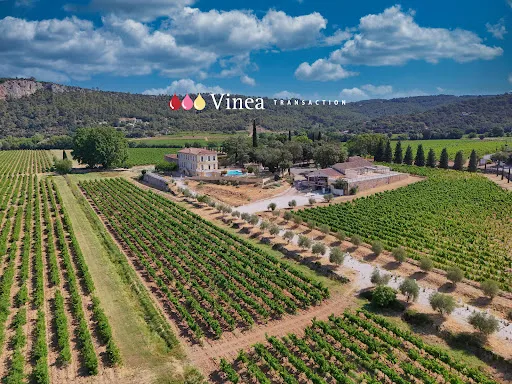 Vignoble 650000 m²
