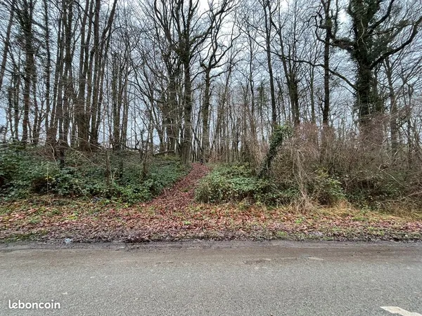 Vente foret de 1277m² avec grands arbres centenaires, idéal cabane perchée