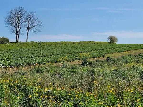 Terrain 421 m²