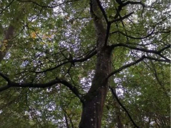 À vendre forêt