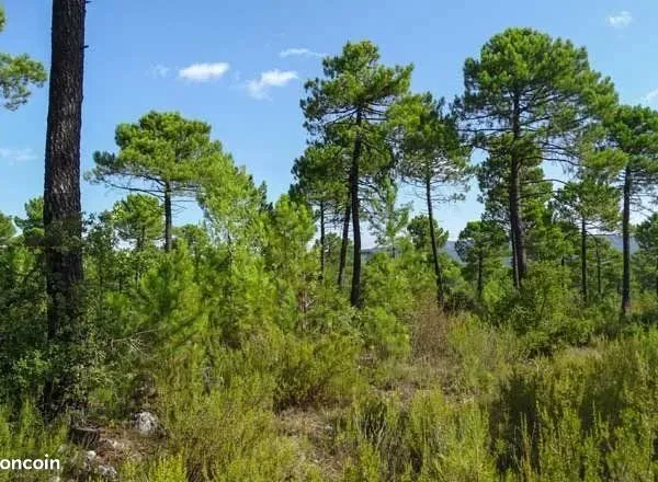 Terrain 2731 m² Nans-les-Pins