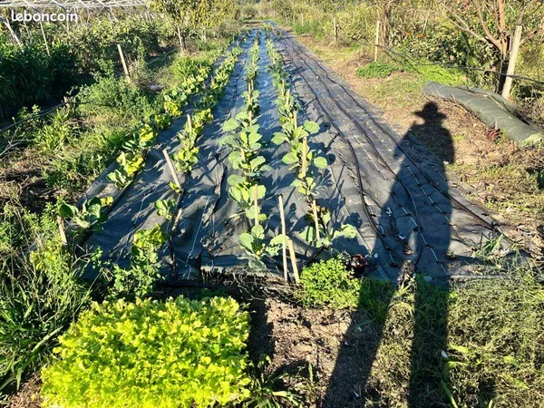 Grand Terrain potager